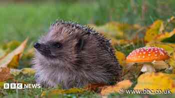 Hedgehogs worthy banknote winners, rescuers say