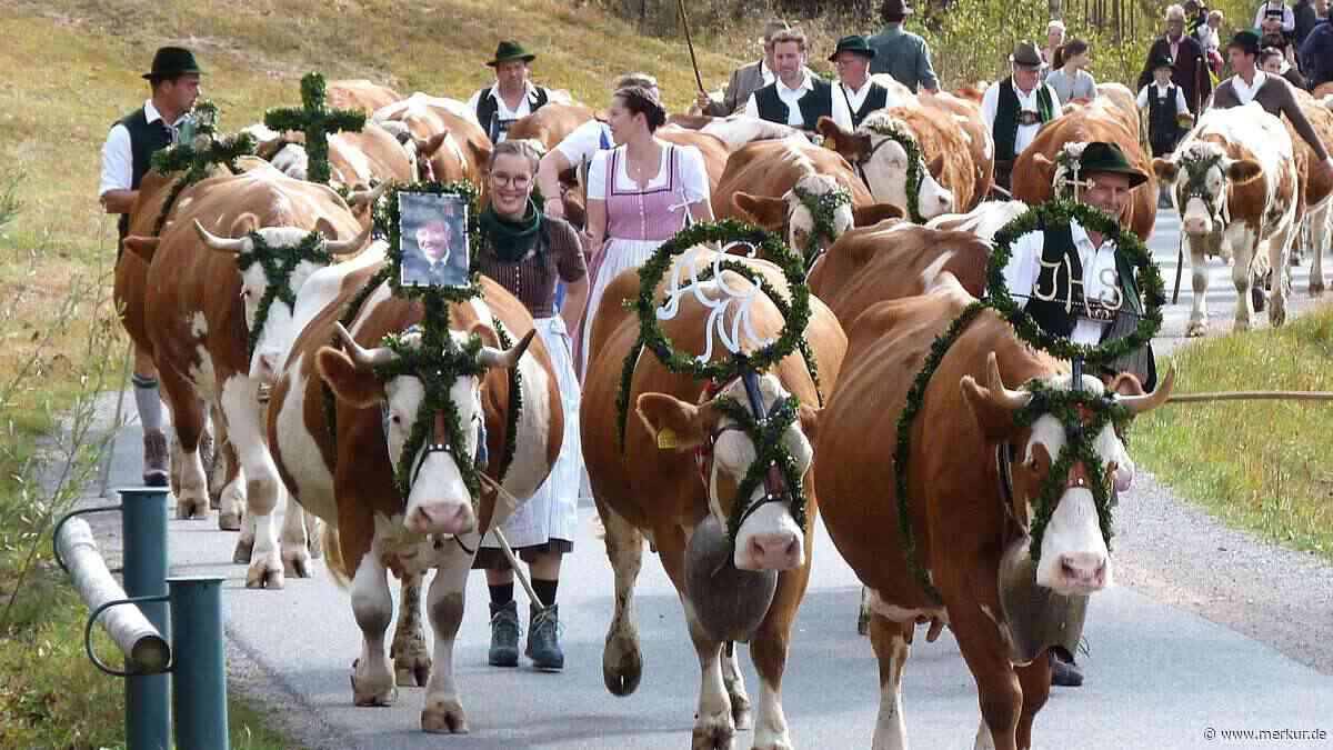 Kein farbenprächtiger Kopfschmuck: Trauer um Derschhofbauern bei Almabtrieb sichtbar