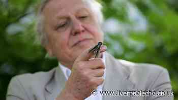 'Easy' garden advice from Sir David Attenborough will protect hedgehogs