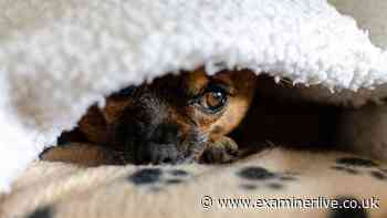 Dog owners told by charity to take action now to 'avoid heartache'