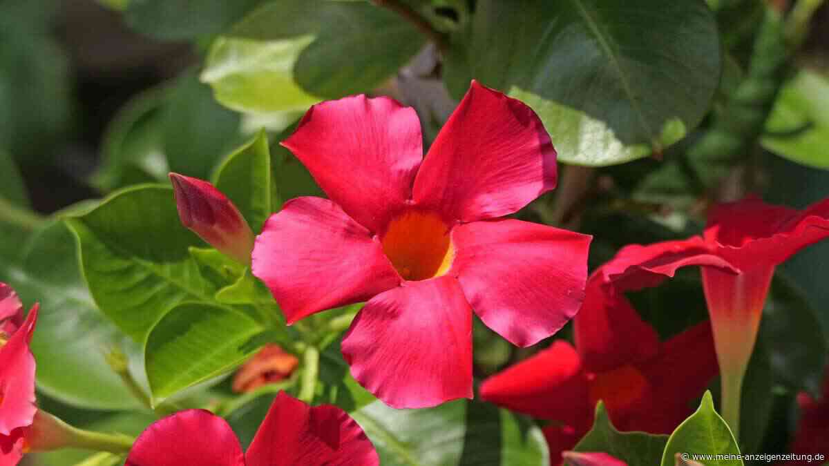 Dipladenia überwintern: Im Oktober sollten Pflanzenbesitzer handeln – und einen Tipp beachten