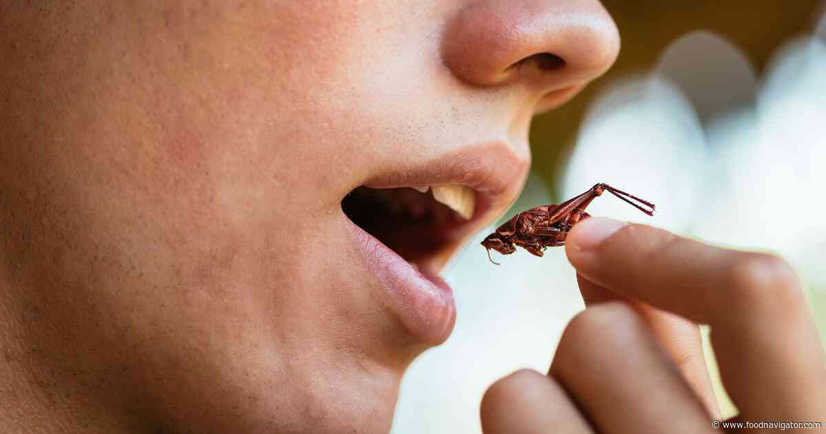 Insect protein: What went wrong?