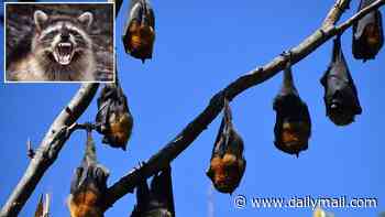 Millions warned of record-breaking swarm of rabies-carrying bats invading Los Angeles as first infection is revealed