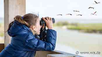 Raus aus dem Alltag, rein in die Natur: Warum Birding gerade alle begeistert