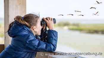 Raus aus dem Alltag, rein in die Natur: Warum Birding gerade alle begeistert
