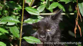 Katze entwurmen: Warum weniger manchmal besser ist