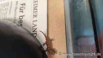 Gecko in Wasserburg gefunden – wer vermisst seine Echse?