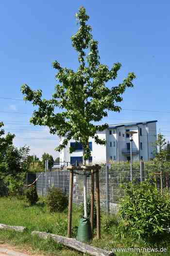 Sinsheim – Baumkontrollen – Fällungen und Neupflanzungen im Stadtgebiet und in den Stadtteilen