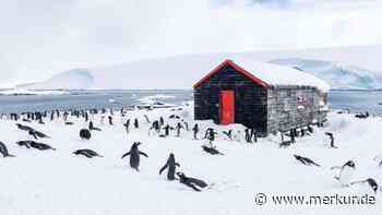 Pinguine zählen: Freiwillige für Antarktis-Mission gesucht – Gehalt und Verpflegung inklusive