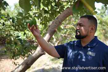 Diversified farming company to grow avocados on 1,000 Maui acres