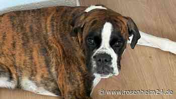 Boxer-Hündin Lucy in Rimsting entlaufen – Besitzer bitten um Hilfe