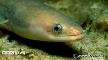 How helping European eels complete epic journey could save species