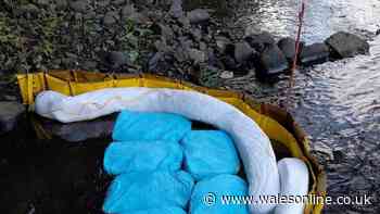 River Taff fuel spill investigators explain green dye in water
