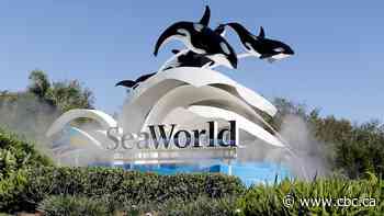 Former Marineland beluga whale dies at California theme park