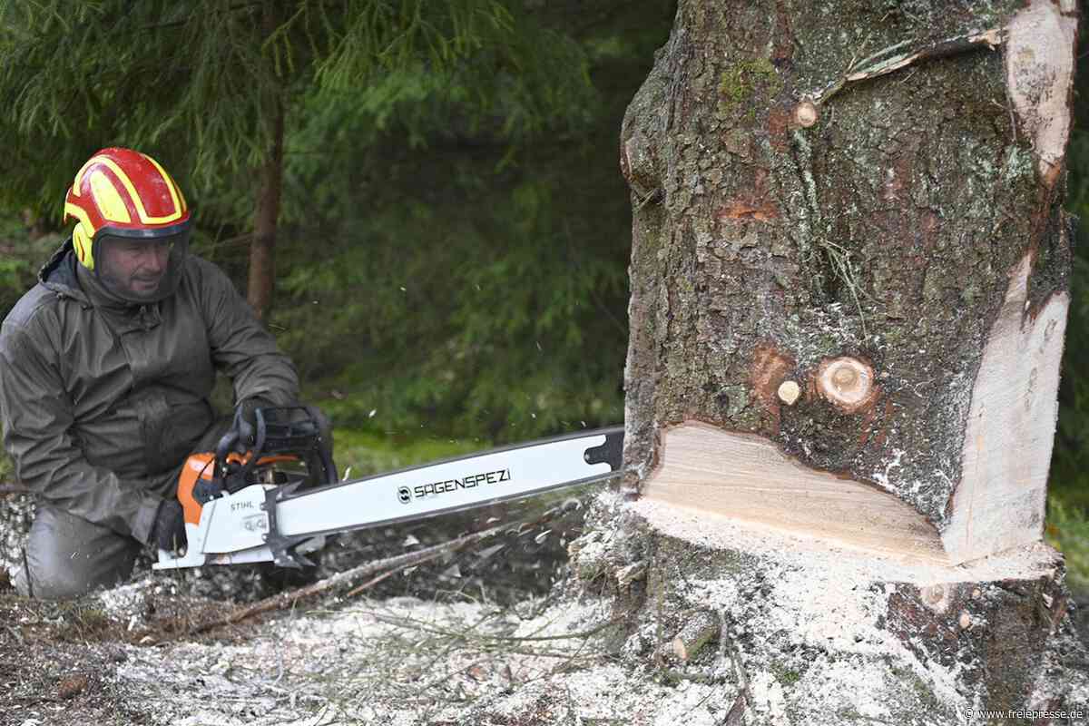 Praxisvorführung in Reichenbach: Wie Bäume gefällt werden