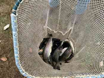 DNR stocking rainbow trout in Fort Wayne, Huntington