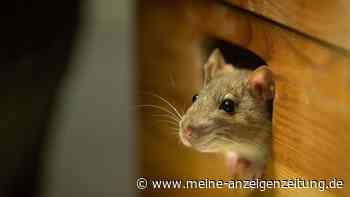Kälte treibt Nager ins Haus: Wie Sie Mäuse und Ratten ohne Gift fernhalten