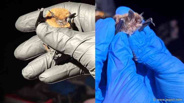 Expert ‘bat wranglers’ put GPS trackers on California’s bats