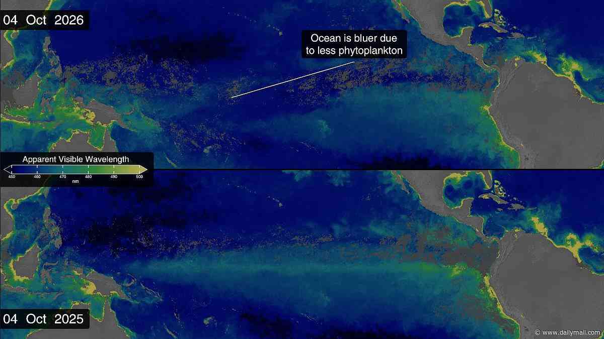 Super El Nino is changing the colour of the OCEAN: NASA says waters have become bluer as record-breaking temperatures wipe out marine life