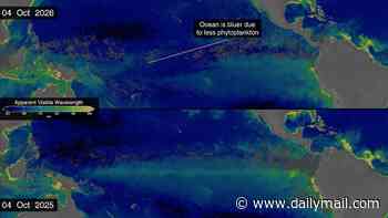 Super El Nino is changing the colour of the OCEAN: NASA says waters have become bluer as record-breaking temperatures wipe out marine life