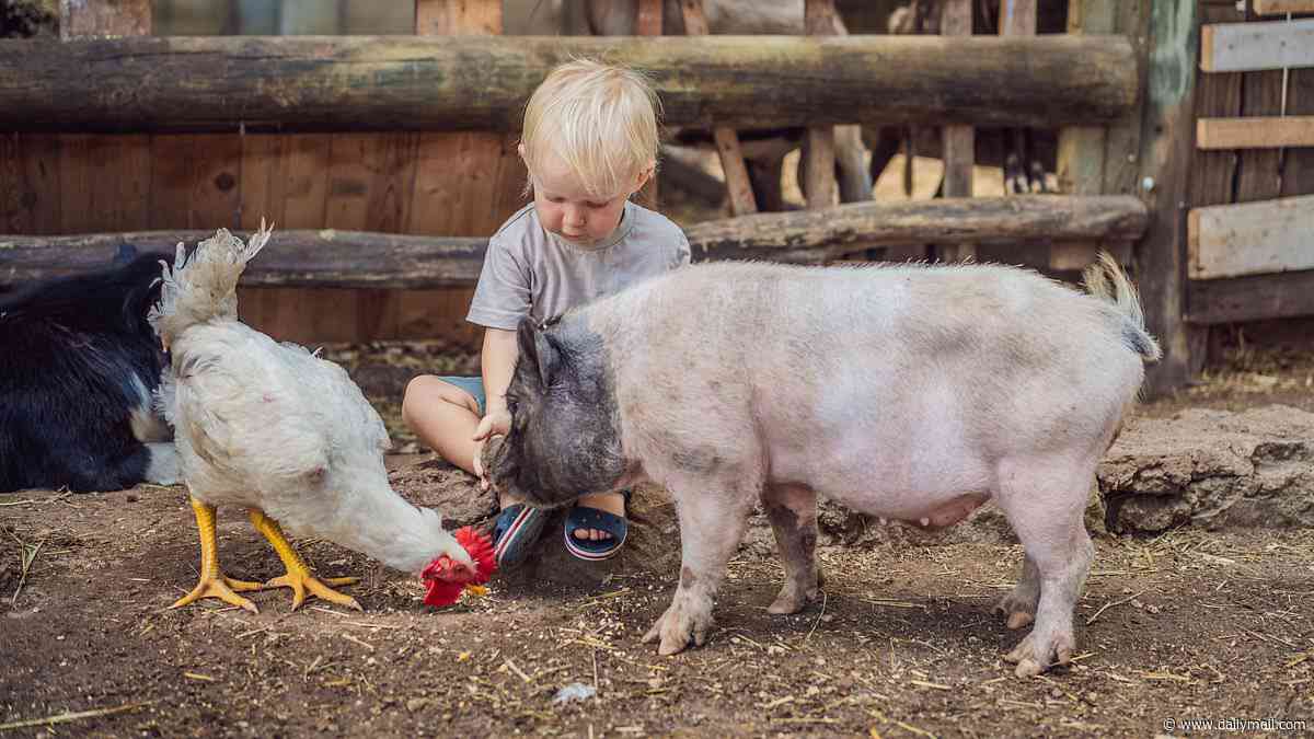 Meet your dinner! Woke scientists say giving pigs and chickens names could put children off eating meat