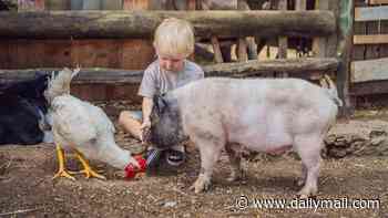 Meet your dinner! Woke scientists say giving pigs and chickens names could put children off eating meat