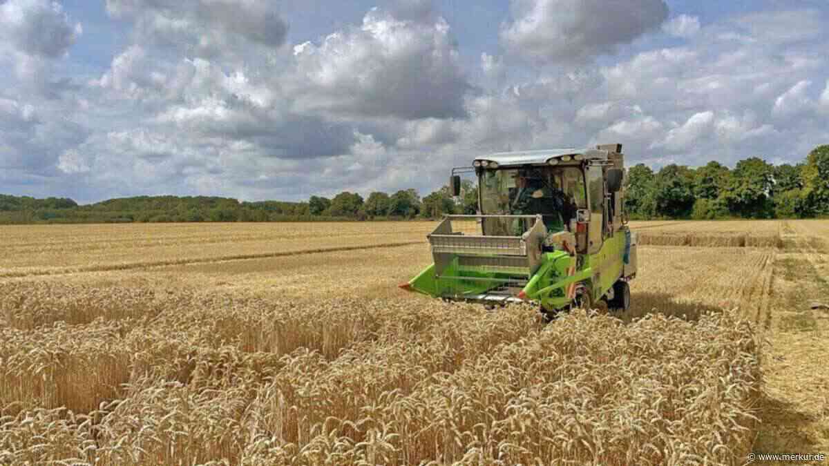 Mehr CO₂ in der Luft verändert unser Brot – fallen die Laibe künftig kleiner aus?
