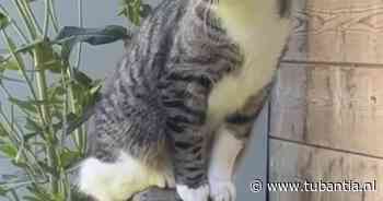 Heb jij Toby, Willem of Coco gezien? Deze 6 huisdieren worden in Enschede vermist