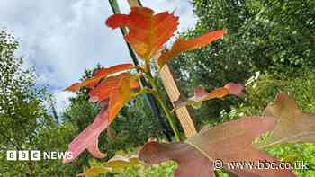 Volunteers plant 109,000 trees in new woodlands