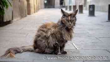 Sie fütterte streunende Katzen, bis eine sie biss – das veränderte ihr Leben für immer