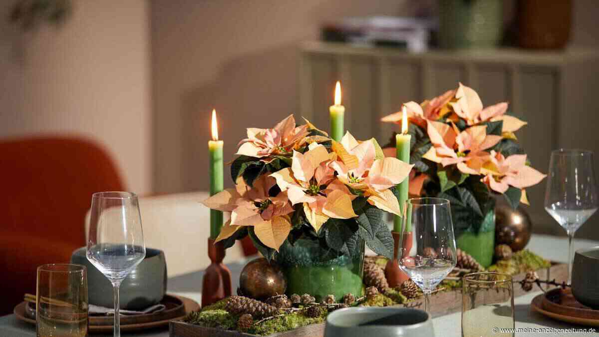 Strauß und Co: Weihnachtssterne herbstlich kombinieren