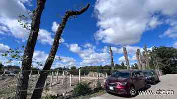 Advocates hope protecting privately owned Winnipeg trees could become election issue