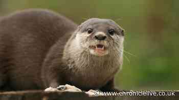 Washington Wetlands Centre mourns "beloved" Musa the 17-year-old otter