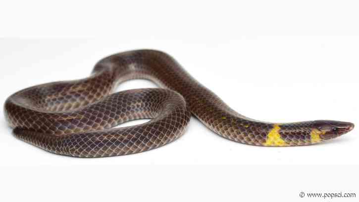This snake cartwheels to escape danger