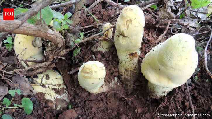 Scientists discover giant Chinese fungus with 65-million-year history