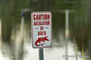Alligator kills 71-year-old fisherman in Florida
