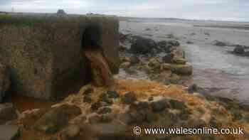 Streams of brown discharge captured pouring into the Severn Estuary near Magor