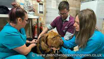 Gentle giant given second chance after 'emaciated' dog was found in Bolton