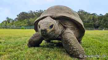 Anti-aging secrets from a 194-year-old tortoise, and more…
