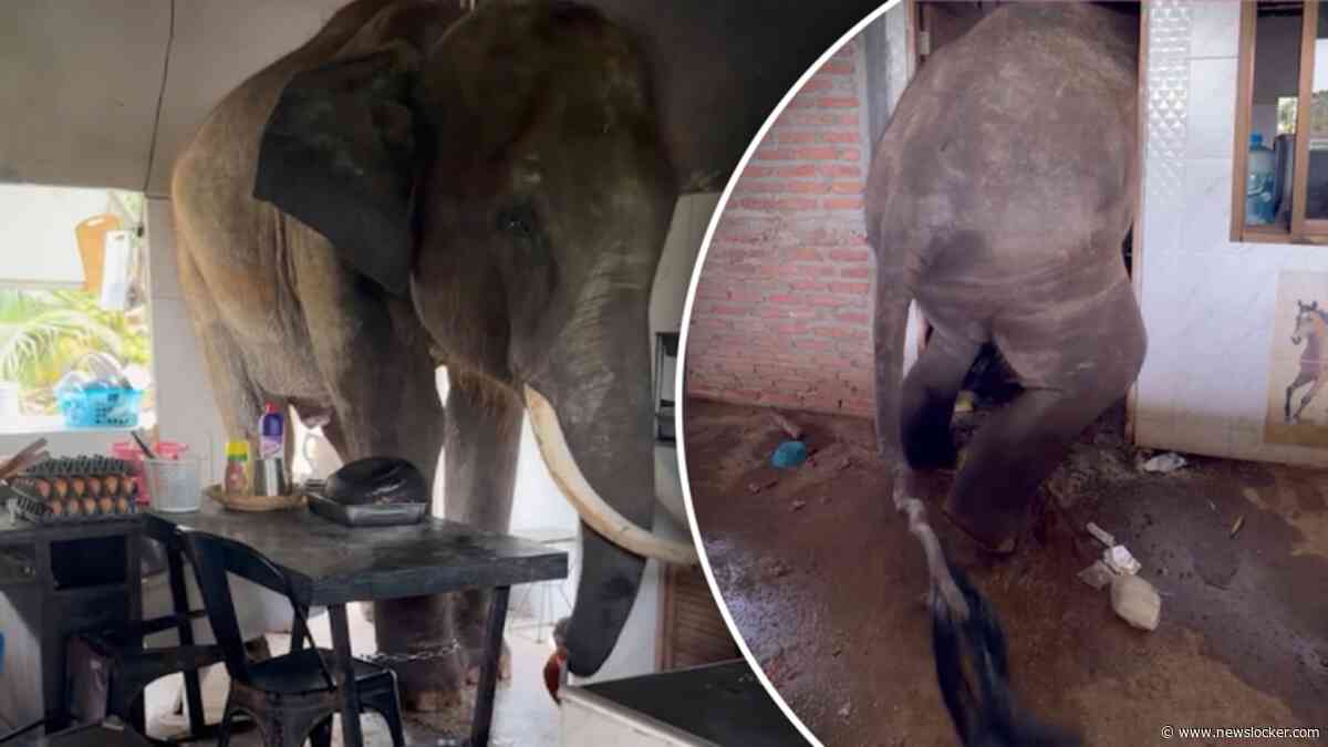 Olifant komt klem te zitten in deuropening tijdens zoektocht naar eten