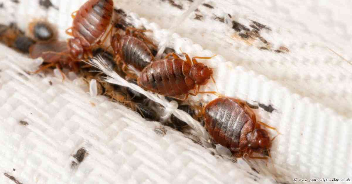 Croydon named one of UK's worst bed bug hotspots in new ranking