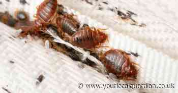 Croydon named one of UK's worst bed bug hotspots in new ranking