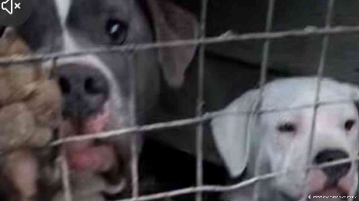 Inside filthy Sheffield breeding kennels where dogs found 'panting for water'