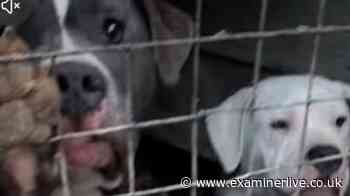 Inside filthy Sheffield breeding kennels where dogs found 'panting for water'