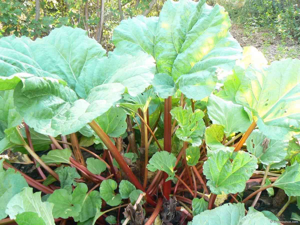 What can cause a plant to grow or bloom out of season?