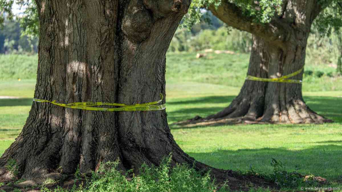 Judge hears testimony in legal fight over Trump's golf course renovation plans at East Potomac Park