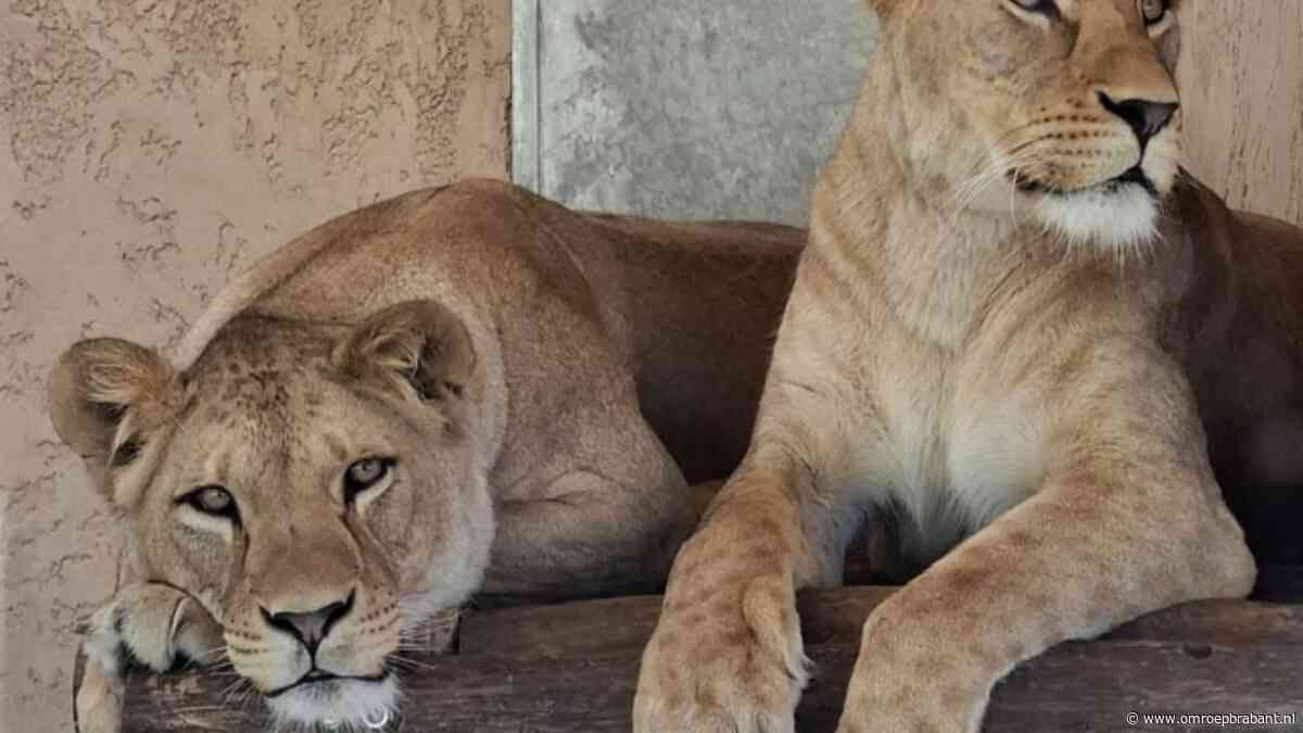 ZooParc Overloon verwelkomt twee leeuwinnen na vertrek leeuwenbroers
