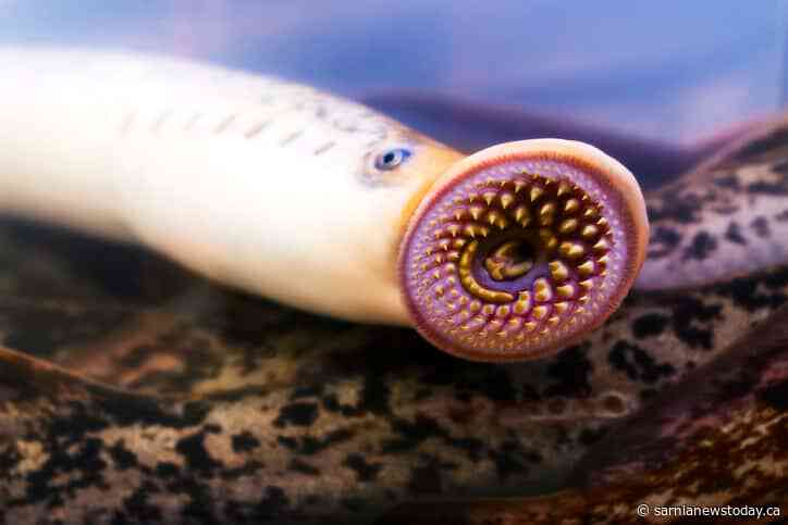 Sea Lamprey population down in Great Lakes except Lake Erie