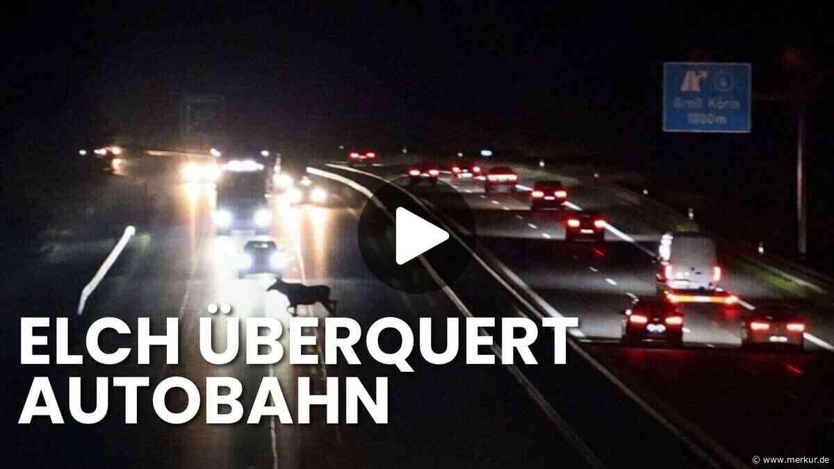 „Dachte erst, das ist ein Pferd“: Elch legt A13 in Brandenburg lahm