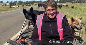 Queen of the road: six decades of grit, grief and cattle as a drover